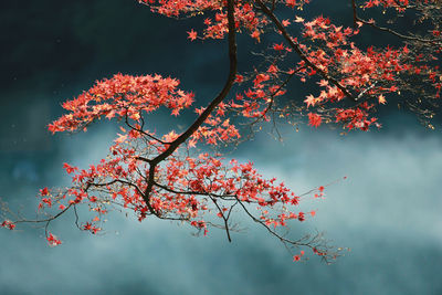 Low angle view of flowering tree against sky during autumn