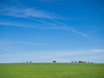 Scenic view of grassy field against cloudy sky