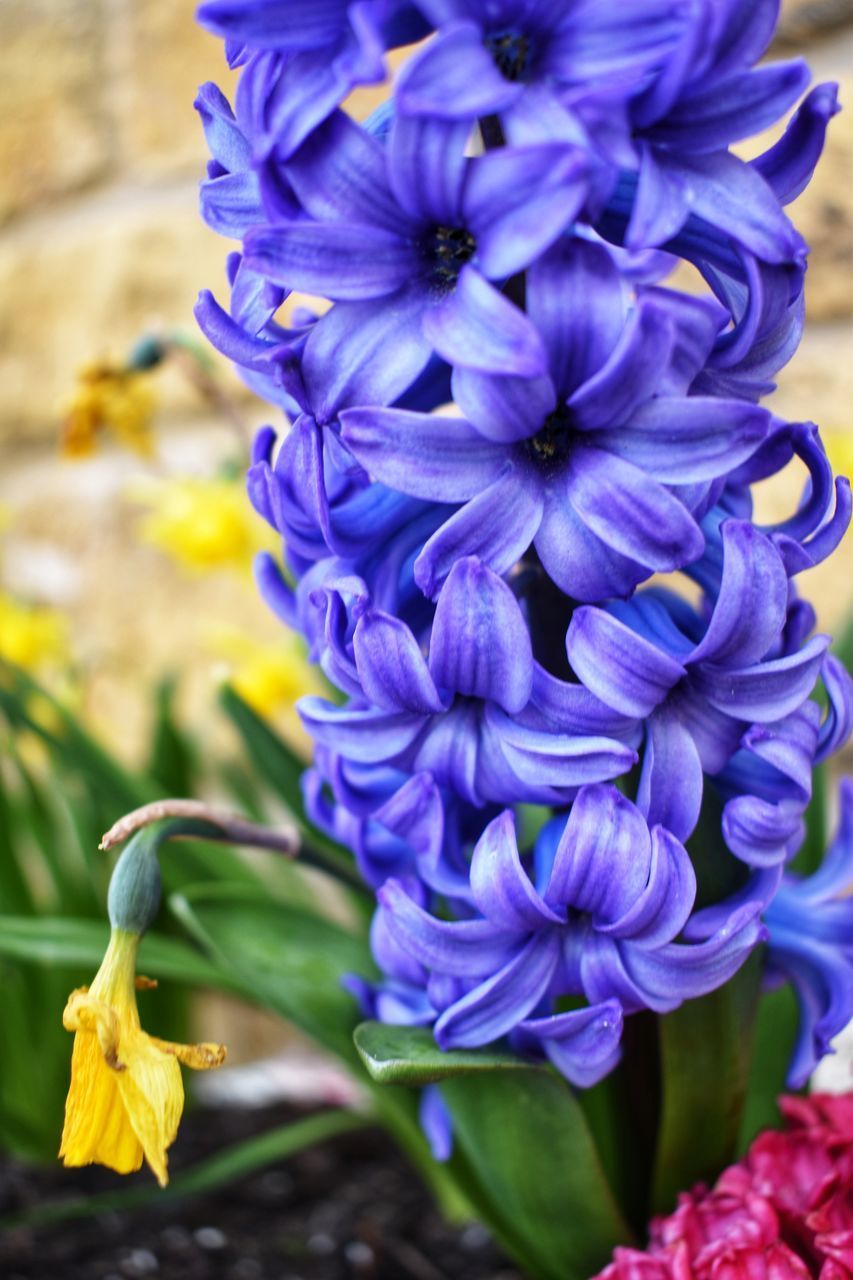 CLOSE-UP OF PURPLE FLOWER