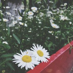 Close-up of white daisy flowers