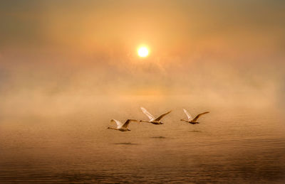 Seagulls flying over sea during sunset