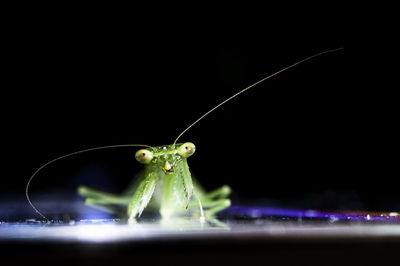 Close-up of insect