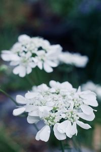 Close-up of white flowering plant