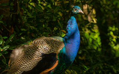 Peacock strutting his stuff at johnstown castle in wexford
