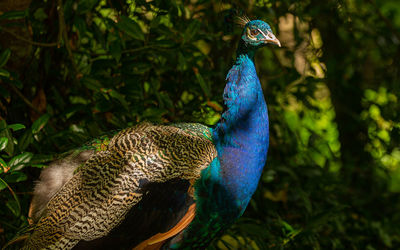 Close-up of peacock