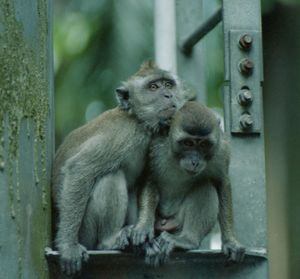 Close-up of monkeys sitting outdoors