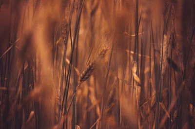 Close-up of stalks in field