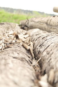 Surface level of log on field