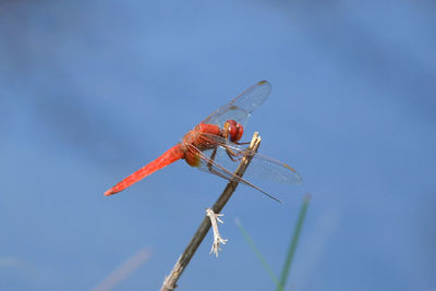 Low angle view of dragonfly on plant against blue sky