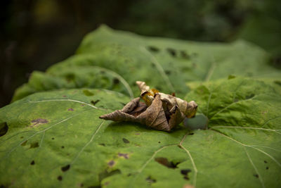 Close-up of crab on dry leaf