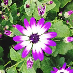 Close-up of osteospermum blooming outdoors