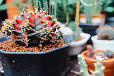 Close-up of small cactus flower pot