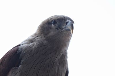 Close-up of owl perching on white background