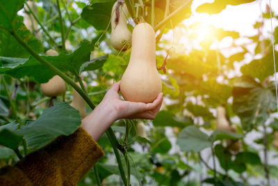 Close-up of hand holding fruit