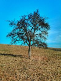 Bare tree on field against clear blue sky