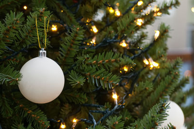 Close-up of christmas tree