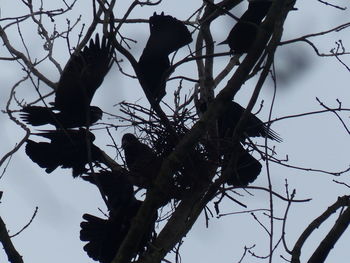 Low angle view of birds perching on tree