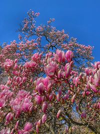 Low angle view of pink flowering plants against blue sky
