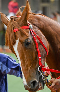 Close-up of horse