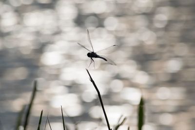 Close-up of insect on blurred background