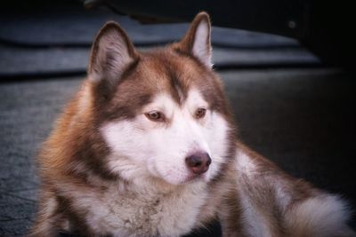 Close-up of dog looking away
