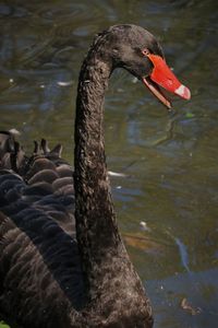 Swan swimming in lake