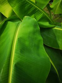 Full frame shot of green leaves