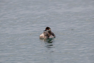 Duck swimming in lake