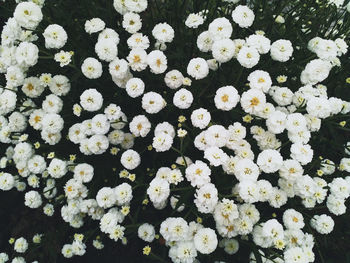 High angle view of white flowering plants