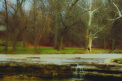 Bare trees in park