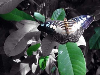 Butterfly on leaf