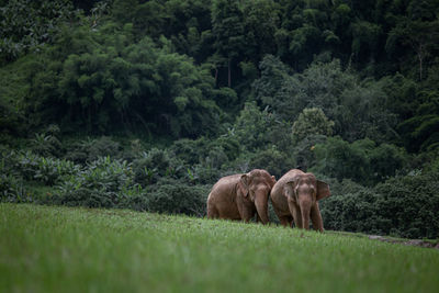 Elephant in a forest