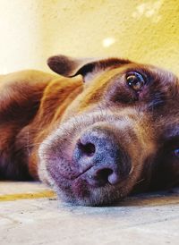 Close-up portrait of a dog