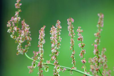 Close-up of flowers against blurred background