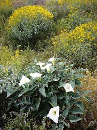 Close-up of flowers growing on plant