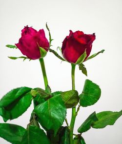 Close-up of rose blooming against white background