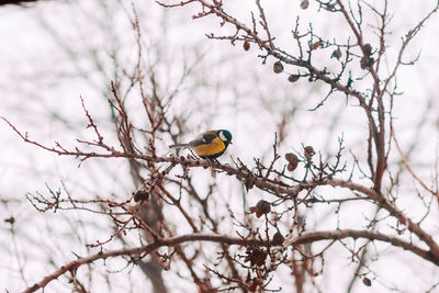 Low angle view of bird perching on branch