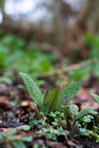 Close-up of plant growing on field