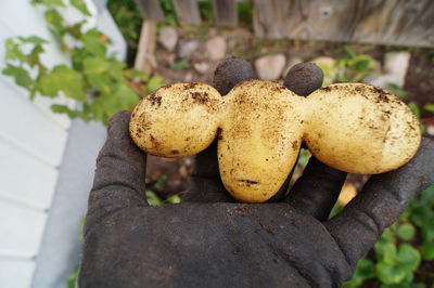 Close-up of mushrooms growing on plant