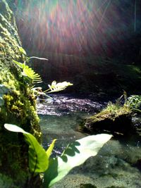 Close-up of plants in water