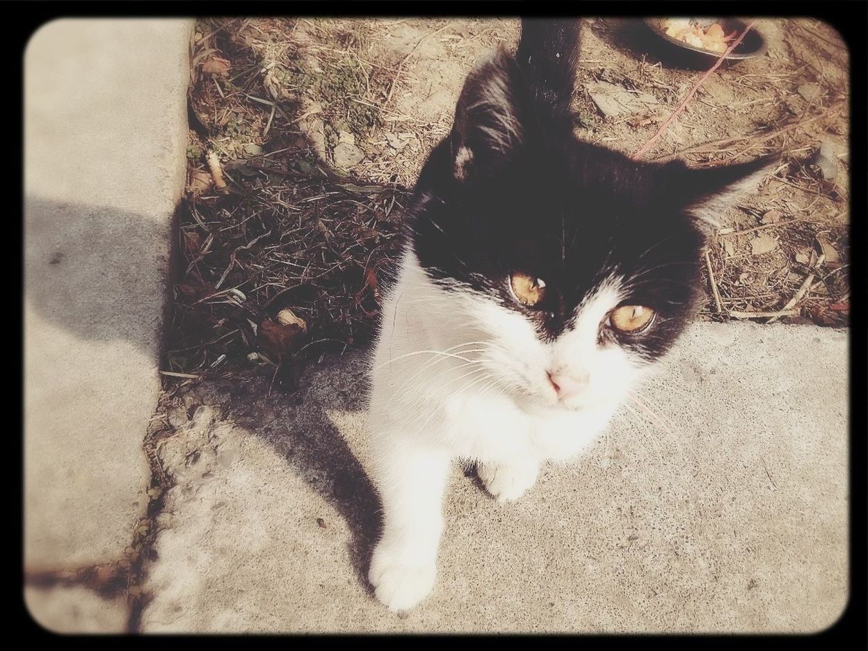 transfer print, pets, animal themes, one animal, domestic animals, auto post production filter, mammal, domestic cat, cat, high angle view, feline, looking at camera, portrait, close-up, relaxation, shadow, outdoors, sunlight, day, lying down