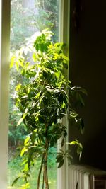 Close-up of plant against window