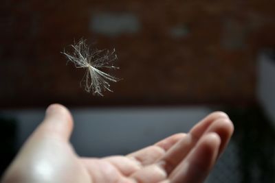 Close-up of hand holding dandelion