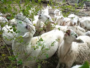 Close-up of sheep eating foliage