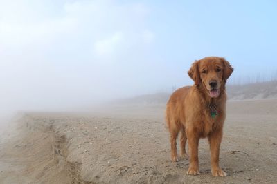 Portrait of dog against sky