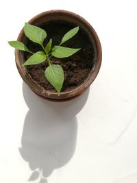 Close-up of potted plant