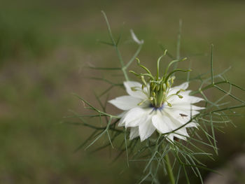 Close-up of white flowering plant