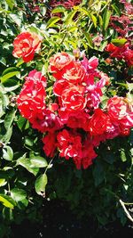 Close-up of red flowers blooming outdoors