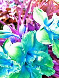 Close-up of purple flowers