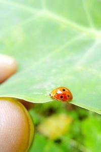 Close-up of ladybug on leaf